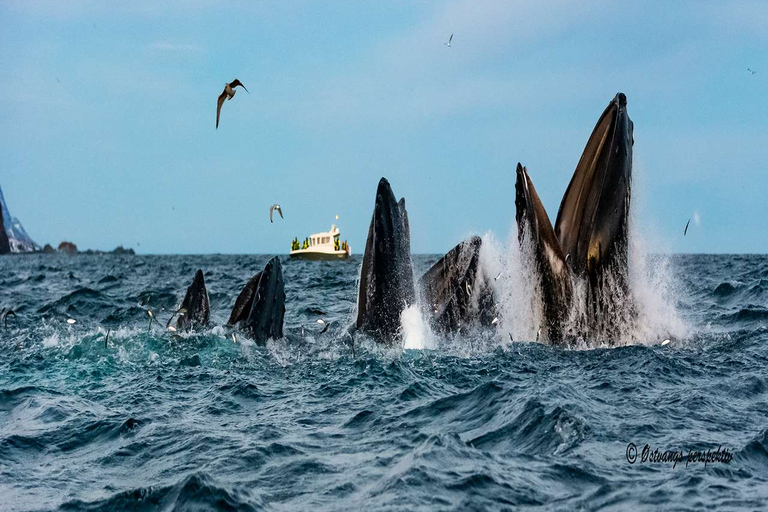 From Tromsø: Skjervoy Whale Watching RIB Boat Tour Skjervoy: Guided Whale Watching RIB Boat Tour