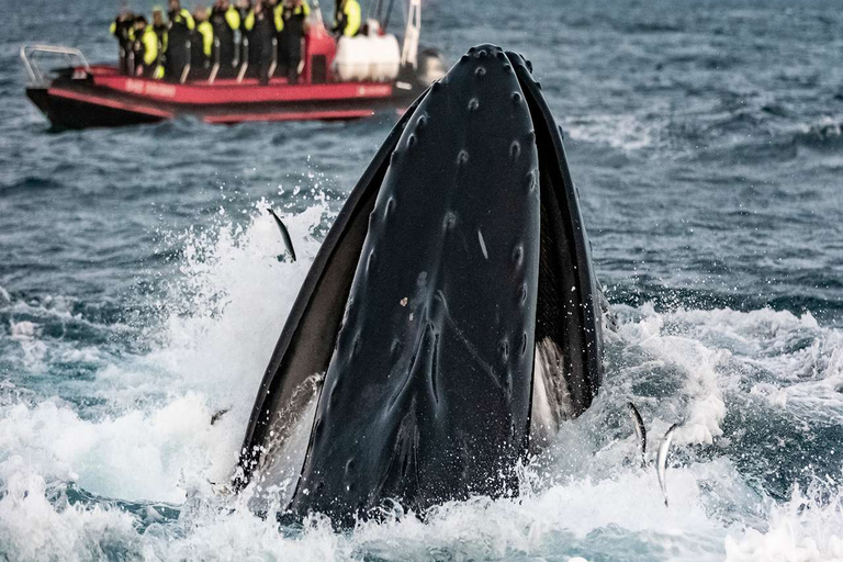 From Tromsø: Skjervoy Whale Watching RIB Boat Tour Skjervoy: Guided Whale Watching RIB Boat Tour