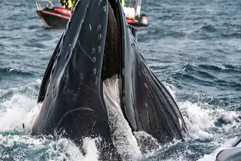 Da Tromsø: Tour in barca con RIB per l'osservazione delle balene di Skjervoy