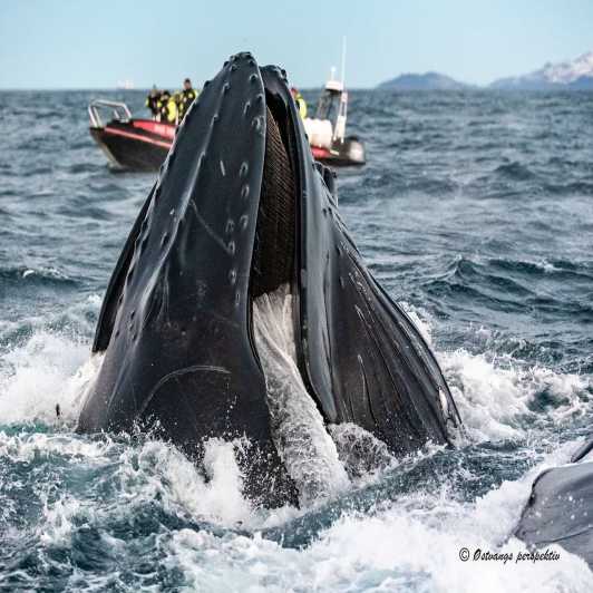 Skjervoy: Guided Whale Watching RIB Boat Tour with Lunch