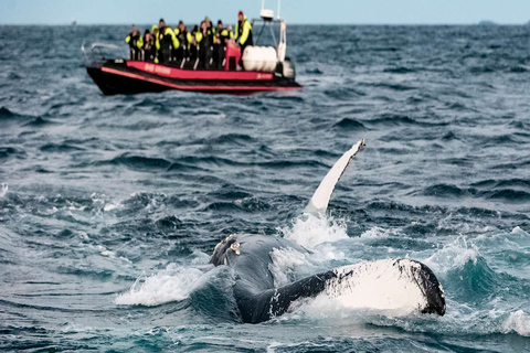 From Tromsø: Skjervoy Whale Watching RIB Boat Tour Skjervoy: Guided Whale Watching RIB Boat Tour