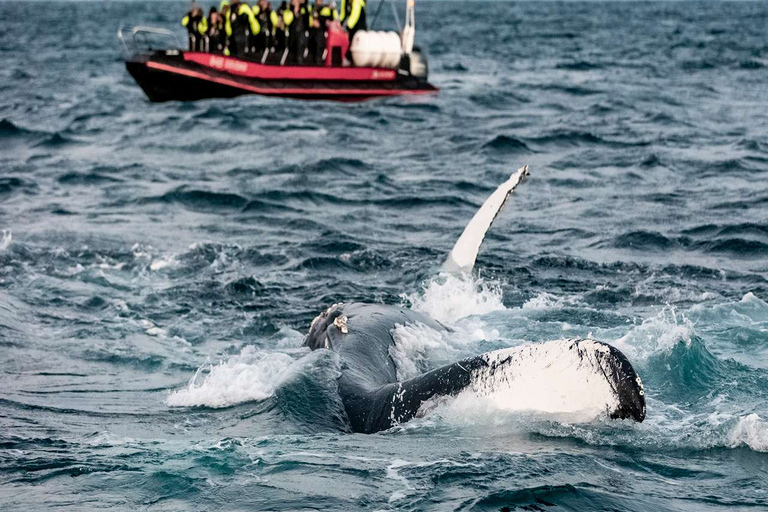 From Tromsø: Skjervoy Whale Watching RIB Boat Tour Skjervoy: Guided Whale Watching RIB Boat Tour