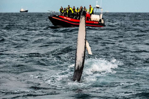 From Tromsø: Skjervoy Whale Watching RIB Boat Tour Skjervoy: Guided Whale Watching RIB Boat Tour