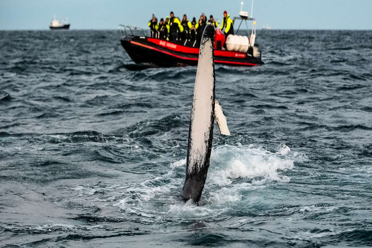 From Tromsø: Skjervoy Whale Watching RIB Boat Tour Skjervoy: Guided Whale Watching RIB Boat Tour