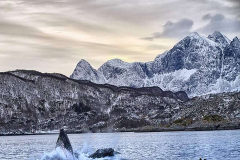 From Tromsø: Skjervoy Whale Watching RIB Boat Tour Skjervoy: Guided Whale Watching RIB Boat Tour