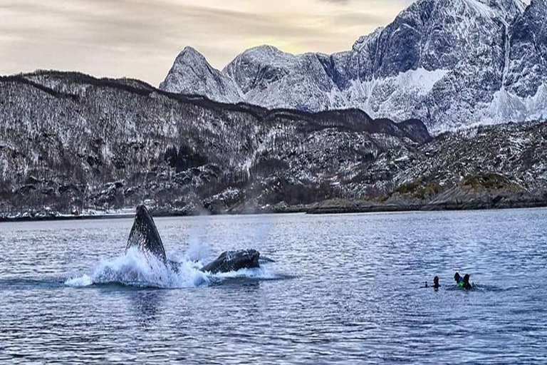 From Tromsø: Skjervoy Whale Watching RIB Boat Tour Skjervoy: Guided Whale Watching RIB Boat Tour