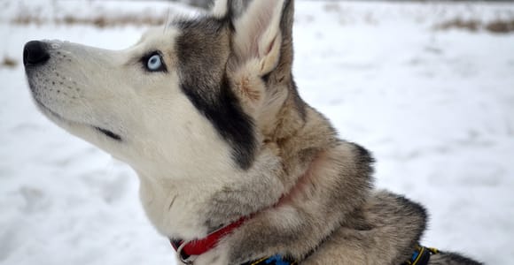 From Rovaniemi: 2-5km passenger Husky Sleigh Ride