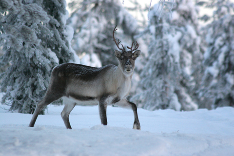 Rovaniemi: visita autêntica à fazenda de renas e passeio de trenóRovaniemi: visita à fazenda de renas e passeio de trenó