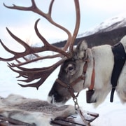 Rovaniemi : visite d'une ferme de rennes authentique et courte promenade en traîneau