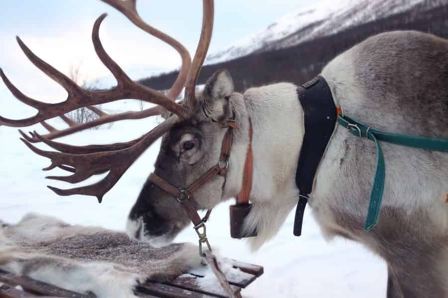 Rovaniemi: Besuch einer authentischen Rentierfarm und Schlittenfahrt. Foto: GetYourGuide