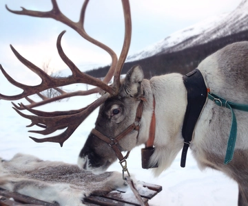 Rovaniemi: Authentic Reindeer Farm Visit and Sleigh Ride