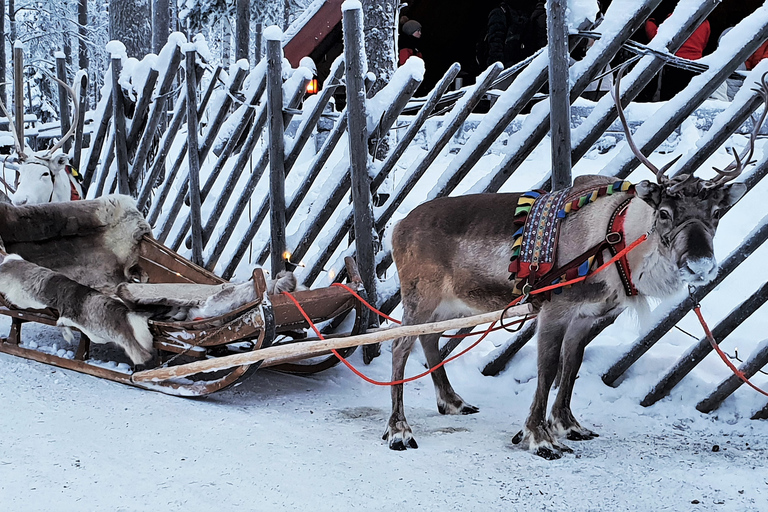 Rovaniemi: visita autêntica à fazenda de renas e passeio de trenóRovaniemi: visita à fazenda de renas e passeio de trenó