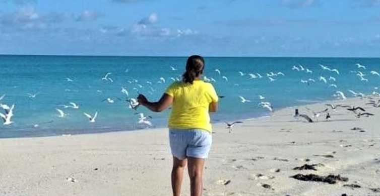 Bimini Island Birdwatching Tour with Soft Drinks GetYourGuide