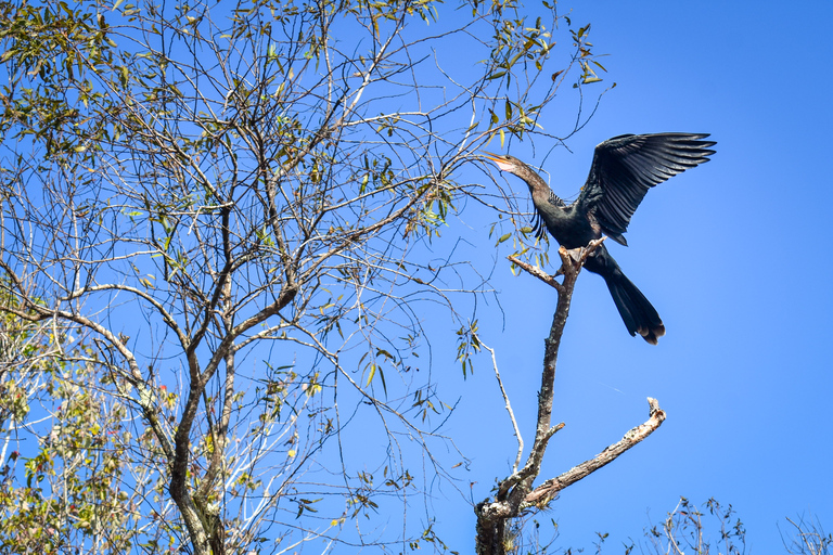 Everglades City: Guided Kayaking Tour of the Wetlands Everglades City: 4-Hour Guided Kayaking Tour of the Wetlands