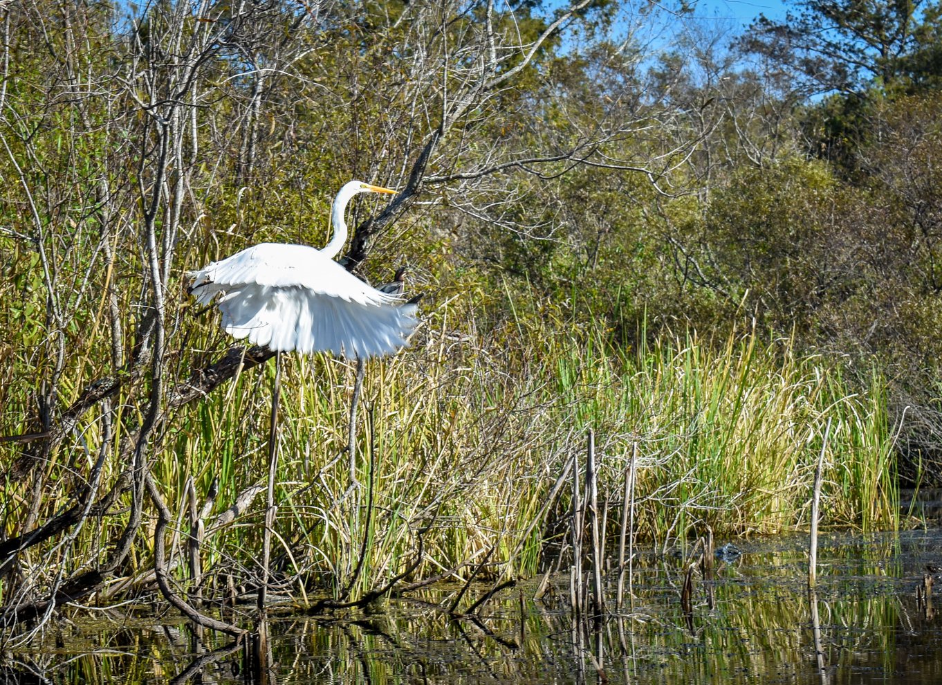 Everglades City: Guidet kajaktur i vådområderne