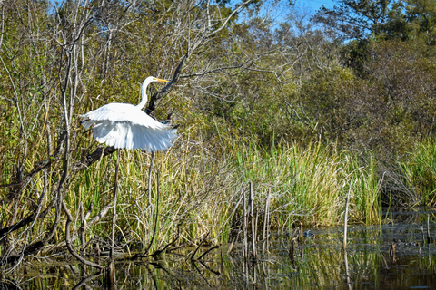Everglades City: Guided Kayaking Tour of the Wetlands Everglades City: 4-Hour Guided Kayaking Tour of the Wetlands