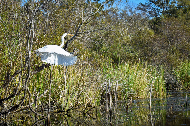 Everglades City: Guided Kayaking Tour of the Wetlands Everglades City: 4-Hour Guided Kayaking Tour of the Wetlands