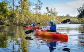 Everglades City: Guided Kayaking Tour of the Wetlands