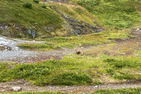 Au départ de Seward : randonnée sur le sentier du champ de glace Harding
