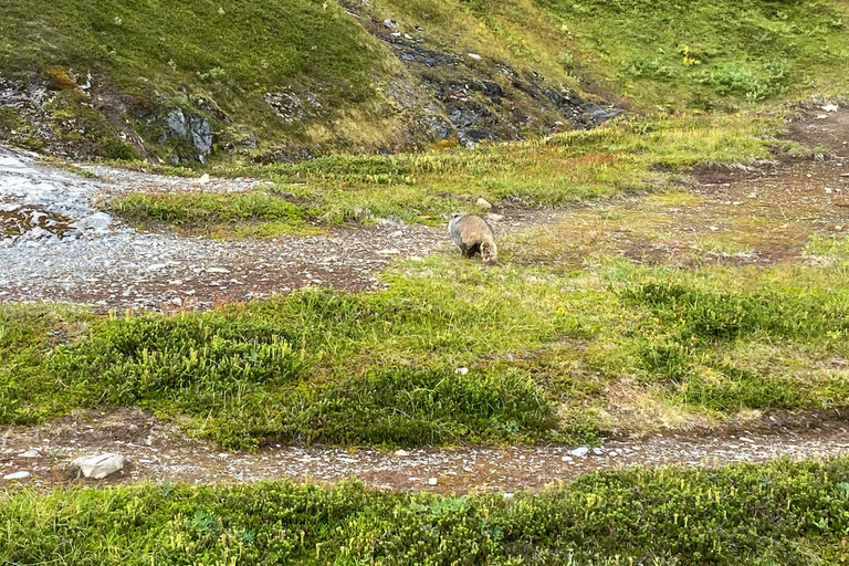 Au départ de Seward : randonnée sur le sentier du champ de glace Harding