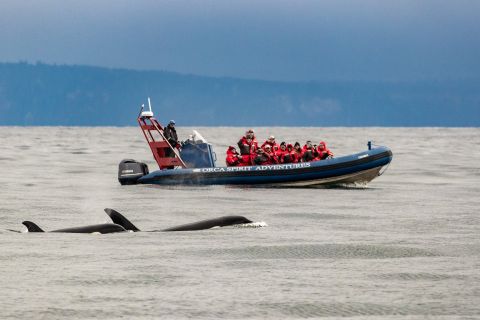 From Victoria: Whale Watching Marine Wildlife Excursion