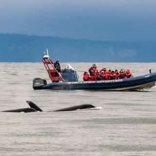 From Victoria: Whale Watching Marine Wildlife Excursion