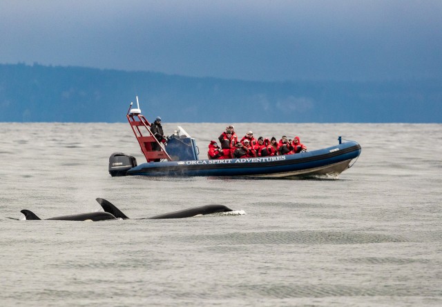Visit From Victoria Whale Watching Marine Wildlife Excursion in Nanaimo, British Columbia