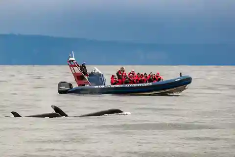 From Victoria: Whale Watching Marine Wildlife Excursion