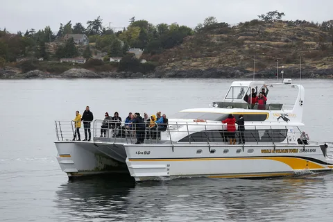 Victoria: Guided Whale and Wildlife-Watching Cruise