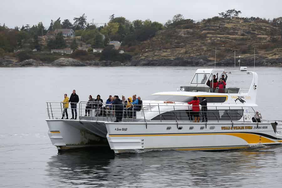 Victoria: Geführte Wal- und Wildtierbeobachtungsfahrt. Foto: GetYourGuide