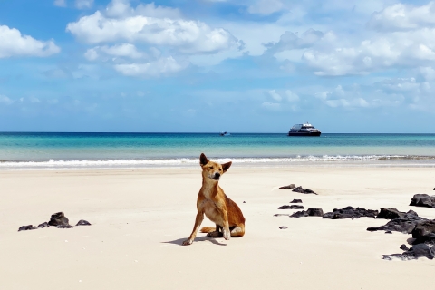 Z Hervey Bay: wycieczka na Remote Fraser Island (K'gari)Z Hervey Bay: wycieczka po Fraser Island