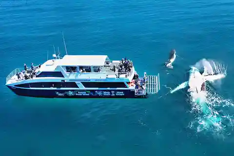 Île Fraser (K'gari) : Île isolée et expérience avec les baleines