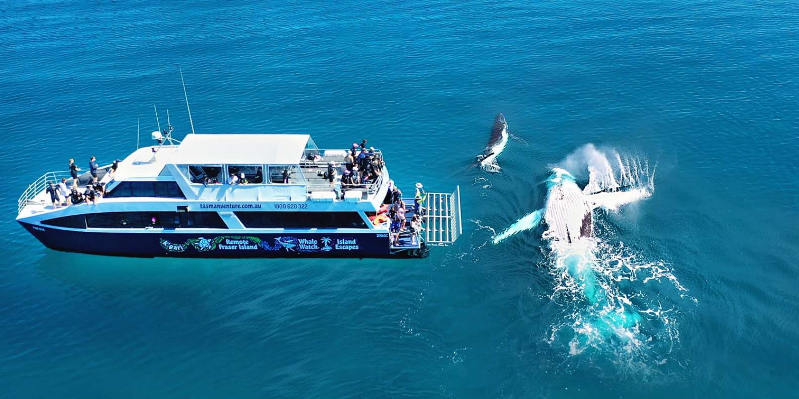 フレーザー島（クガリ）：離島とクジラ体験　GetYourGuide