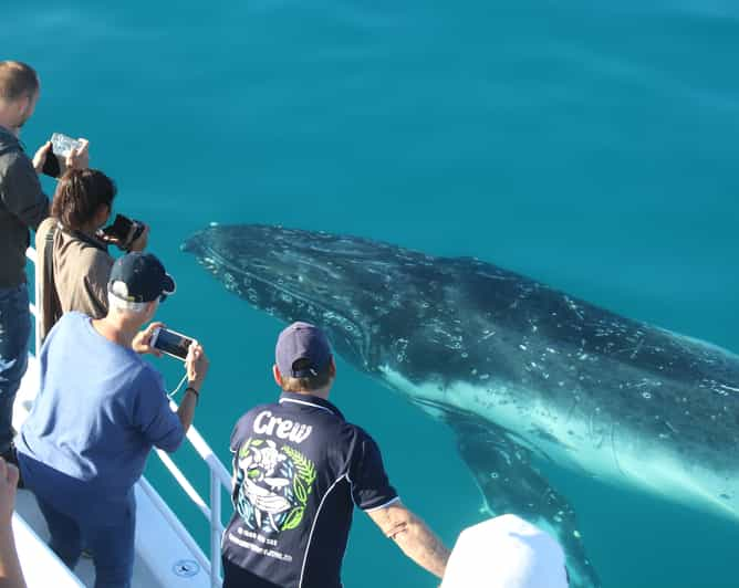 Fraser Island (K'gari): Remote Island and Whale Experience | GetYourGuide