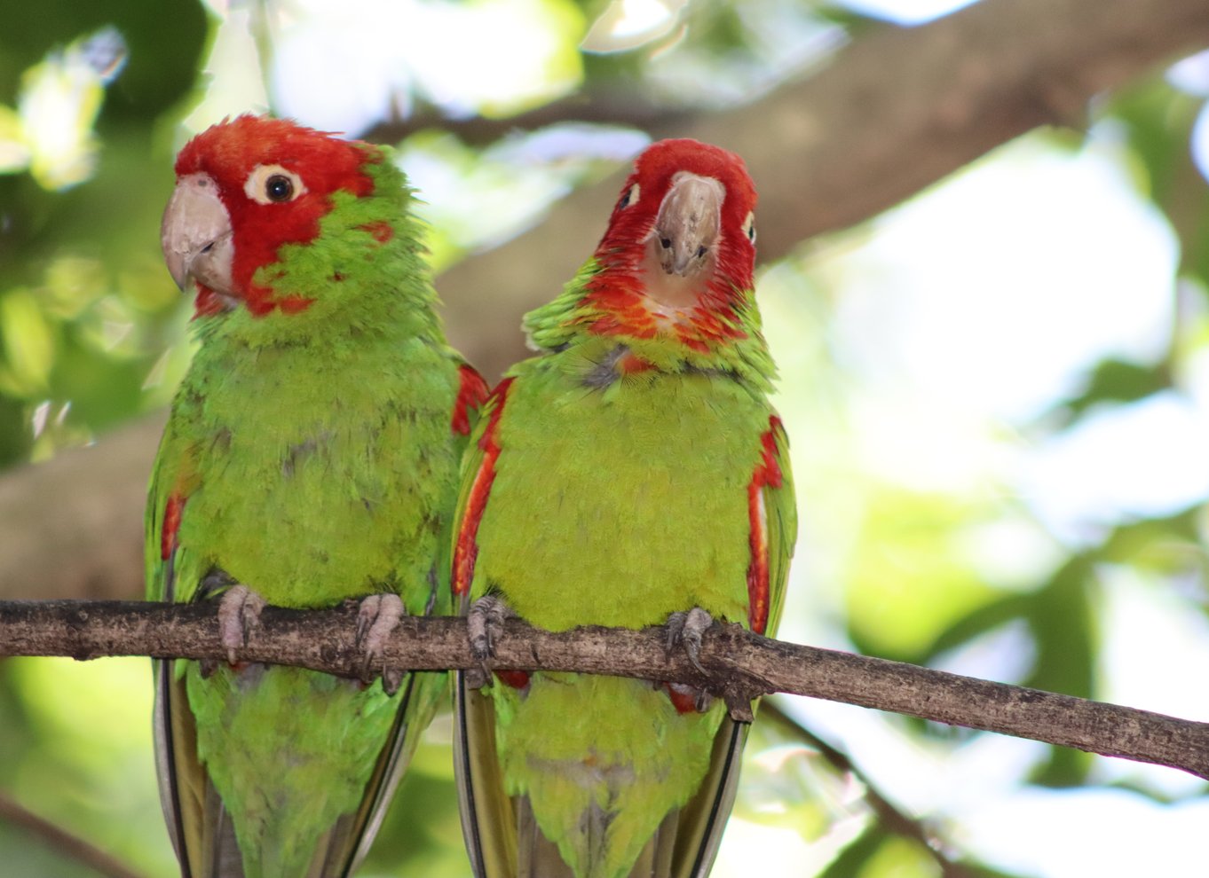 Monkeyland, Birds of Eden, Jukani - Dyreinternater