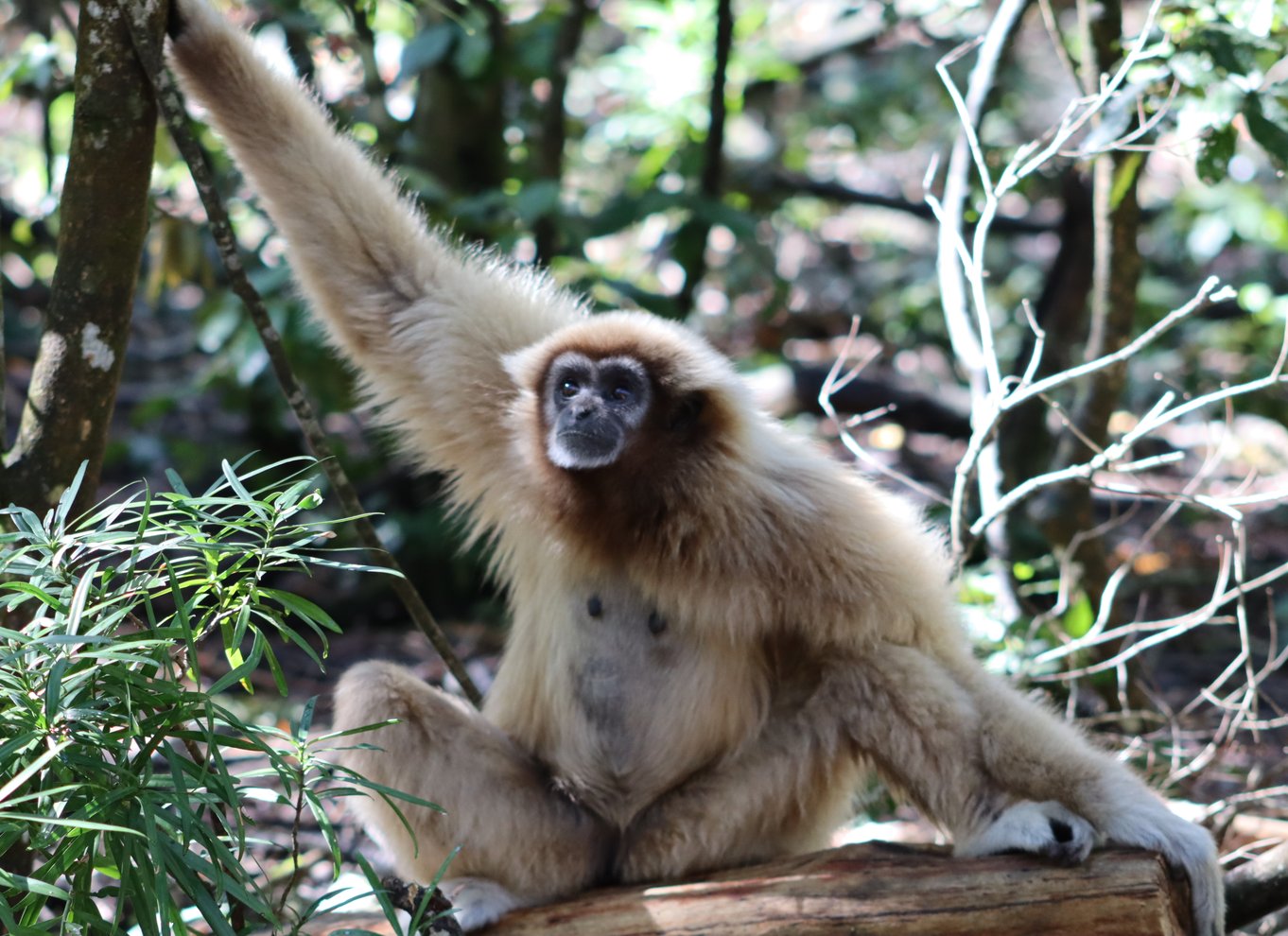 Monkeyland, Birds of Eden, Jukani - Dyreinternater