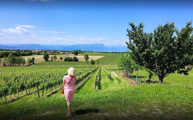 Visit Lugana Vineyards Tour and Lugana Wine Tasting in Monzambano, Italia