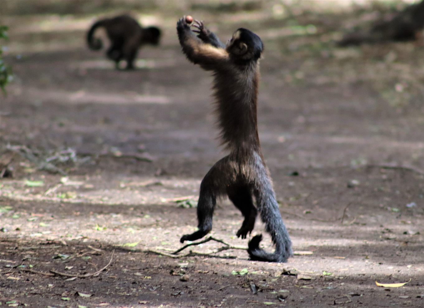 Monkeyland, Birds of Eden, Jukani - Dyreinternater