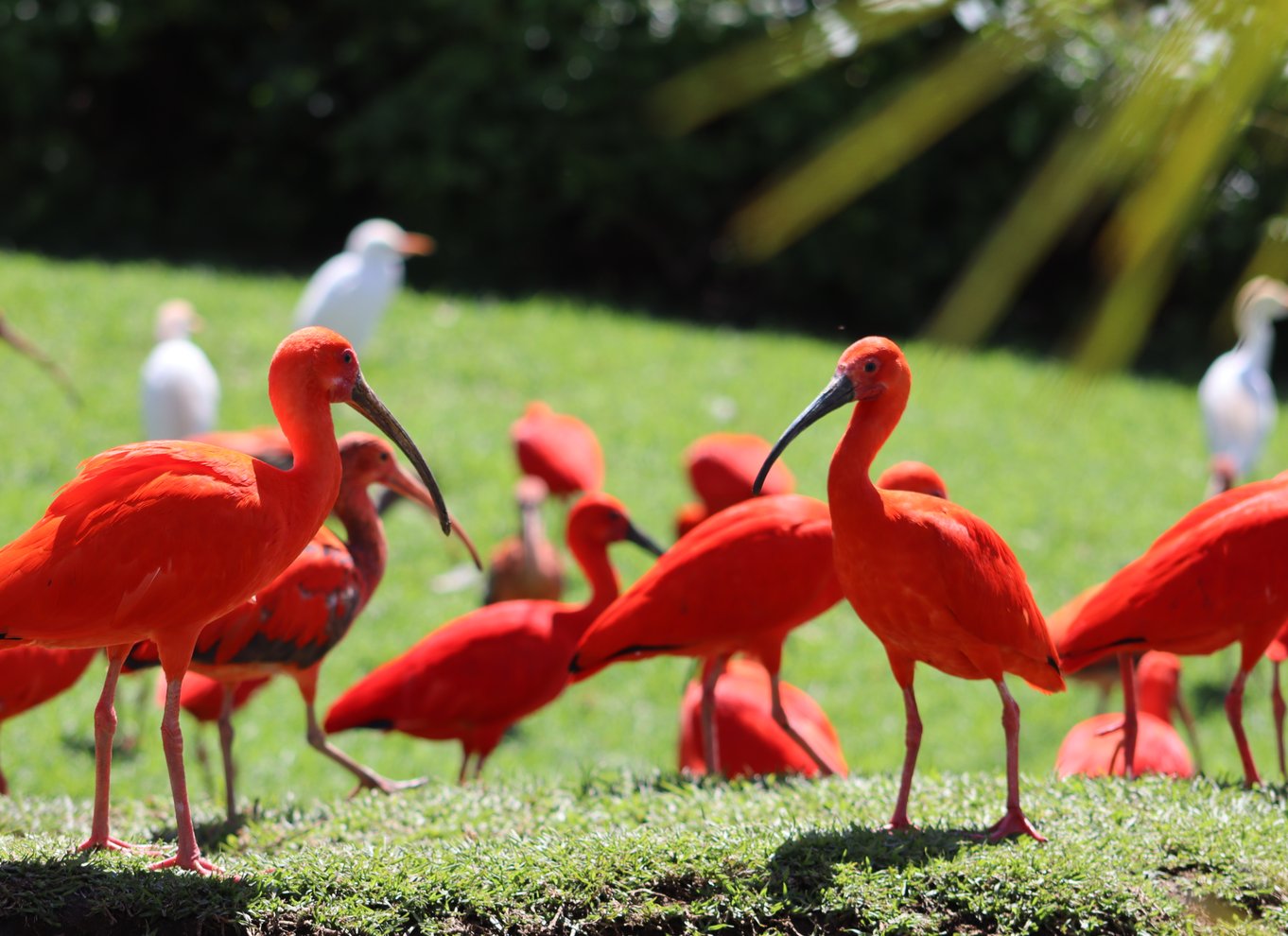 Monkeyland, Birds of Eden, Jukani - Dyreinternater