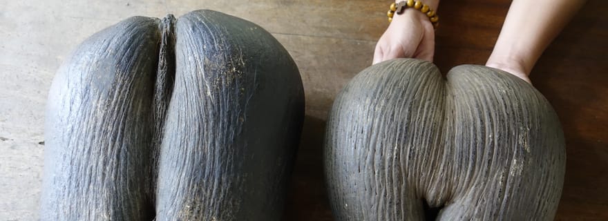 Praslin : Excursion d'une journée à la Vallée de Mai et à la plage de l'Anse Lazio