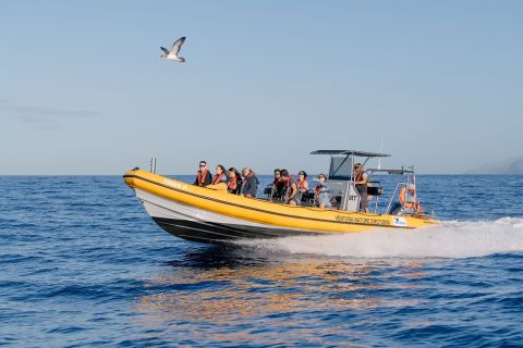 Funchal: Wycieczka łodzią motorową z obserwacją wielorybów i delfinów
