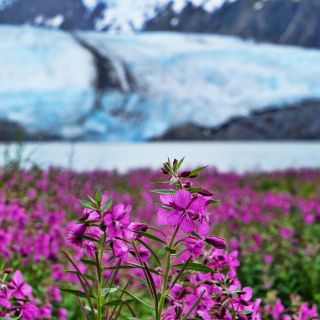 From Anchorage: Valley of Glaciers & Wildlife Center Tour