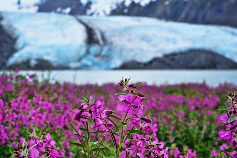 From Anchorage: Valley of Glaciers & Wildlife Center Tour