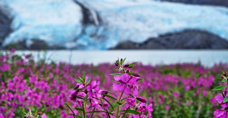 Fra Anchorage: Valley of Glaciers & Wildlife Centre Tour