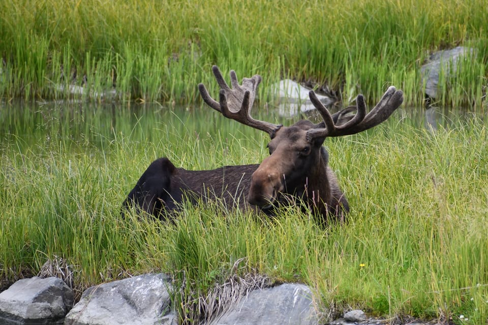 Depuis Anchorage, visite du centre de la vallée des glaciers et de la faune - Hizvo