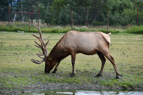 From Anchorage: Valley of Glaciers & Wildlife Center Tour