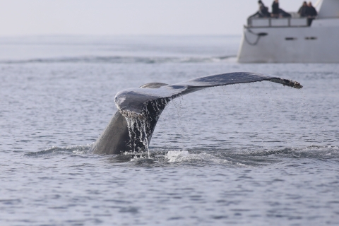 Desde Reikiavik: tour de avistamiento de ballenas