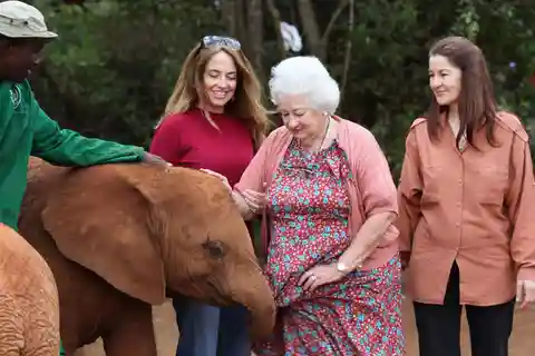 Elephant Orphanage,Giraffe Center&Karen Blixxen Day TripTour