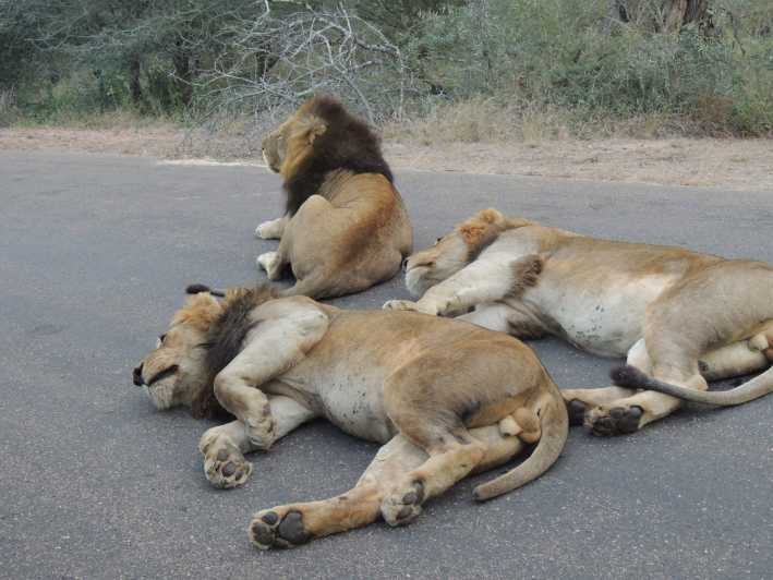 Parc national Kruger : Journée entière de safari avec ramassage