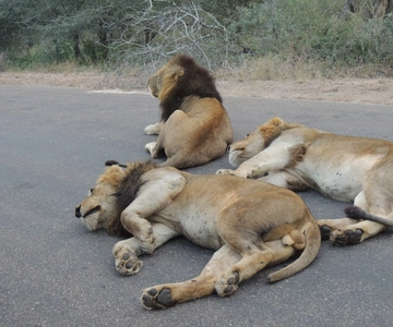 Parque Nacional Kruger: Dia inteiro de safári com serviço de busca